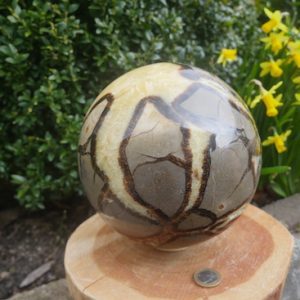 Prachtig grote septarie bol XL op houten ring