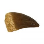 Mosasaurus tand fossiel van 65 miljoen jaar oud