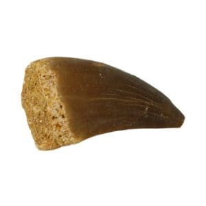Mosasaurus tand