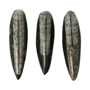 Orthoceras