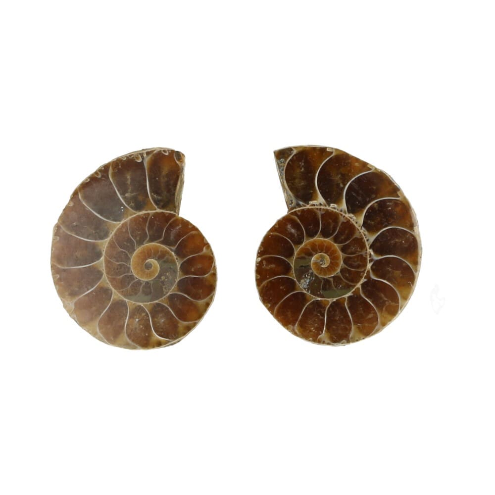 Ammoniet paren 3-4cm