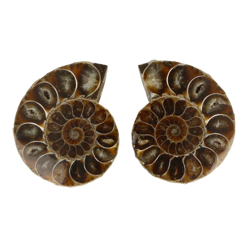 Ammoniet paren 4-5cm