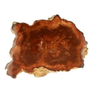Versteend hout