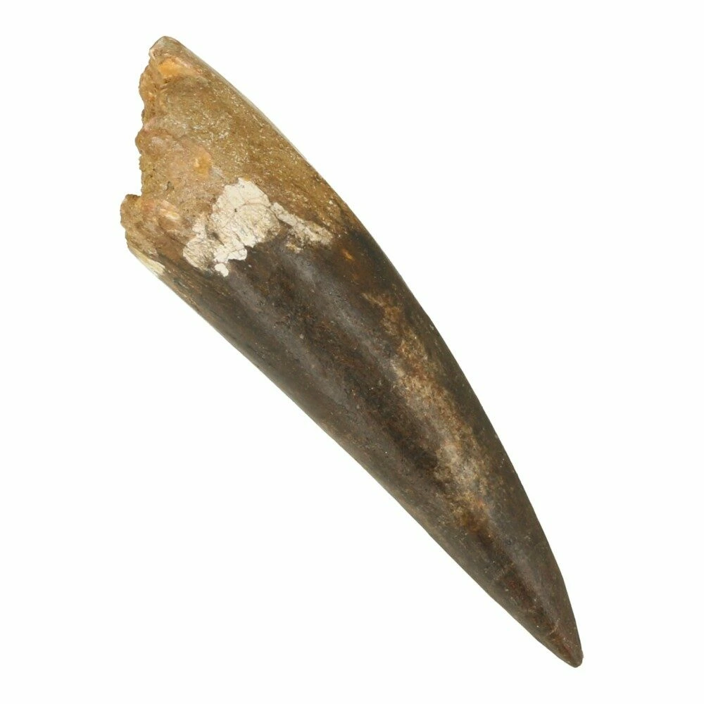 Spinosaurus tand 