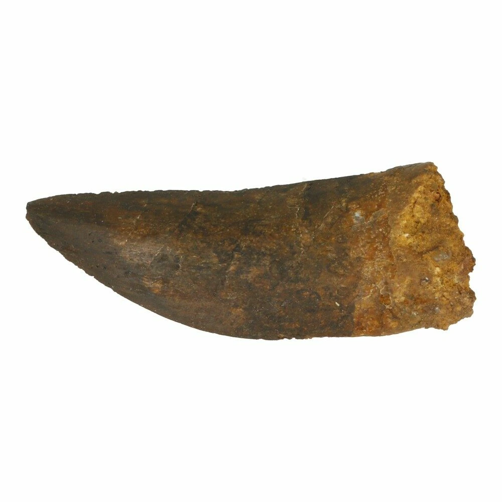 Spinosaurus tand 