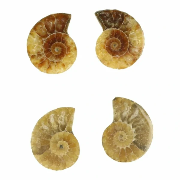 Leuk ammonieten paar van 1-2cm breed