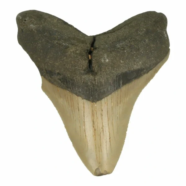 Megalodon tand