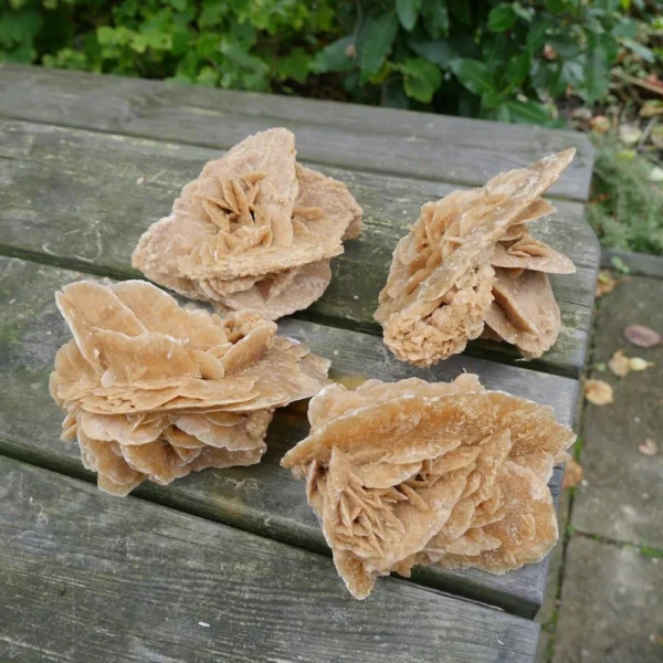 Leuke woestijnroos van 12-13cm lang uit Tunesië