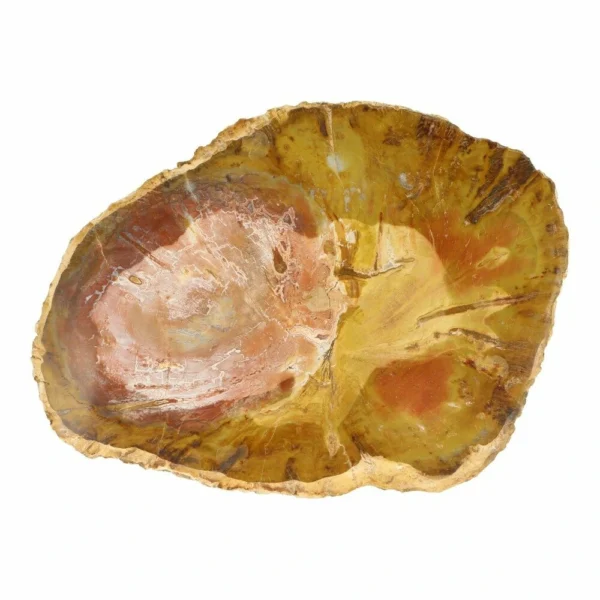 Fraai getekende versteend hout schijf van 16cm lang