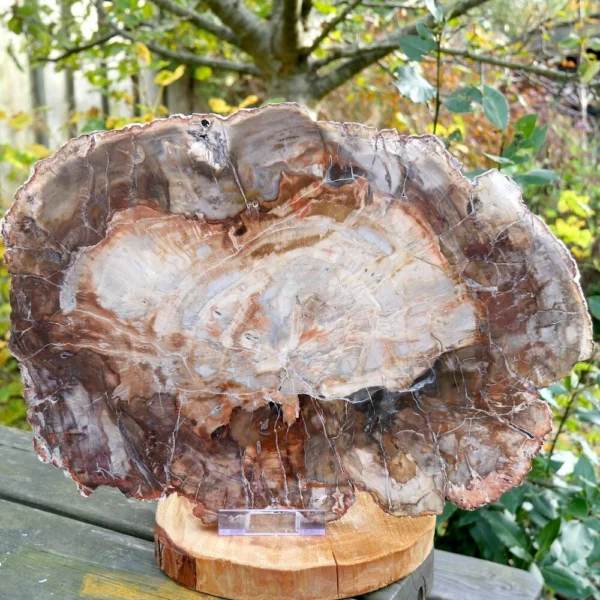 Fraaie grote versteend hout schijf met standaard en een breedte van 42cm