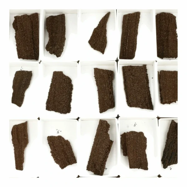 Fraaie ruw stukjes versteende sequoia van 5-6cm lang uit Duitsland