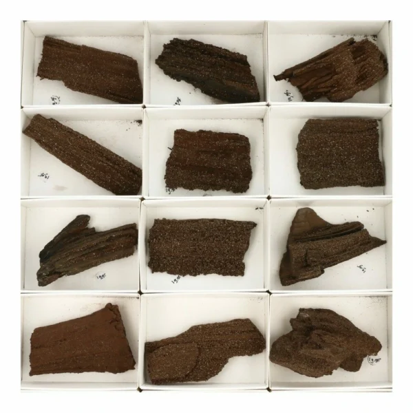 Fraaie stukje versteende sequoia van 6-8cm lang uit Duitsland