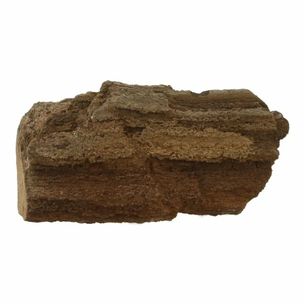 Fraai stukje versteende sequoia nr7 uit Duitsland