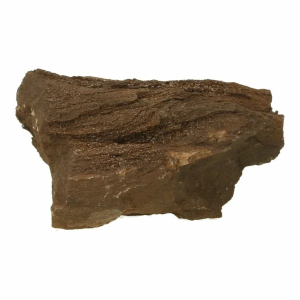 Fraai stuk versteende sequoia nr8 van 8.5cm lang uit Duitsland