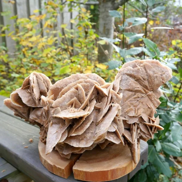 Fraaie grote woestijnroos 'nr2' van 34cm lang uit Tunesië