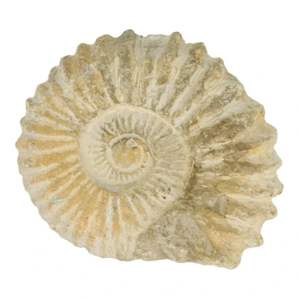 Leuke ruwe ammoniet van 13cm breed uit Marokko