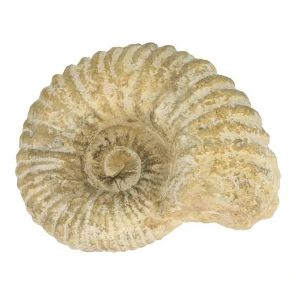 Fraaie ruwe ammoniet fossiel van 12,5cm breed
