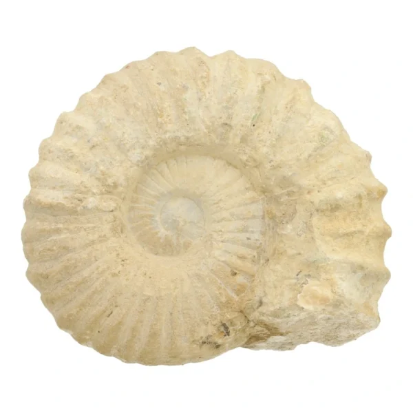 Fraai groot ammoniet fossiel van 18cm breed