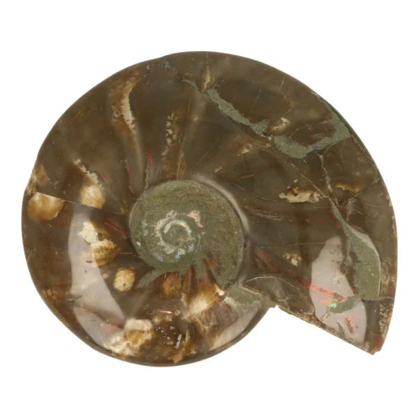 Fraaie gepolijste ammoniet met iriserend effect en 20cm breed