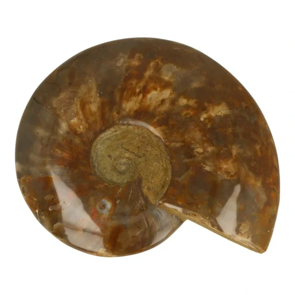 Fraaie grote gepolijste ammoniet van 19cm breed met iriserend effect