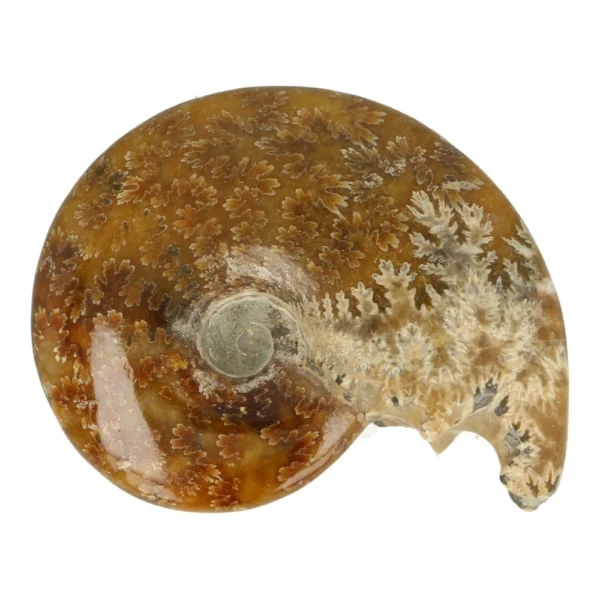Fraaie gepolijste ammoniet van 78mm breed