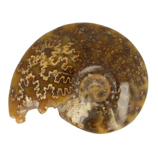 Fraaie ammoniet van 84mm breed uit Madagaskar