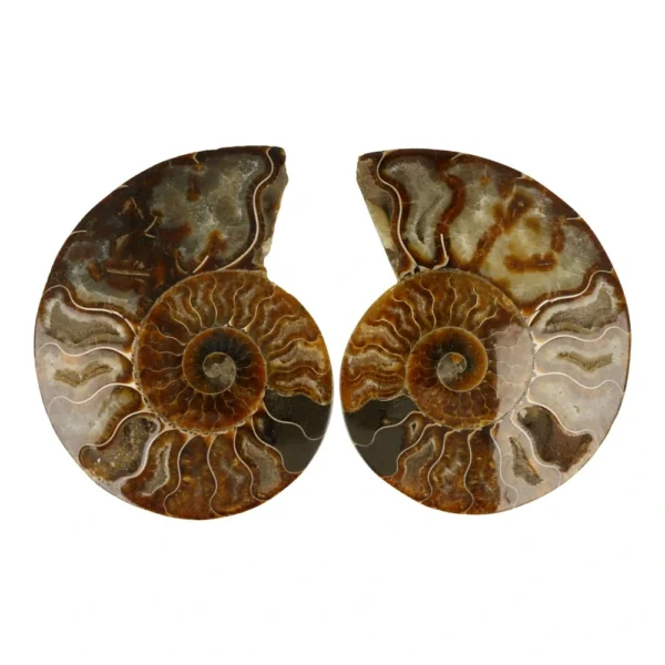 Fraai ammoniet paar van 14cm hoog