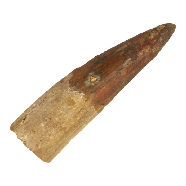 Mooie spinosaurus tand van 58mm lang 'nr10'