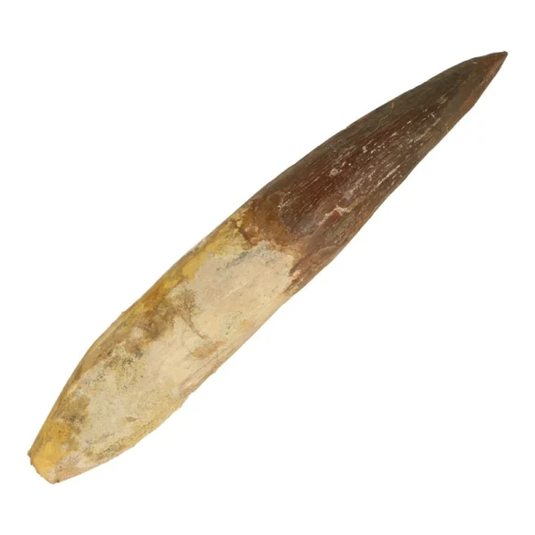 Fraaie grote spinosaurus tand van 12,5cm lang