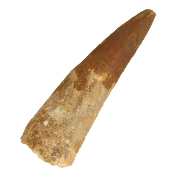 Fraaie spinsaurus tand va 7cm lang uit Marokko