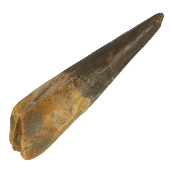 Fraaie spinsaurus tand van ongeveer 7cm lang 'nr4' uit Marokko