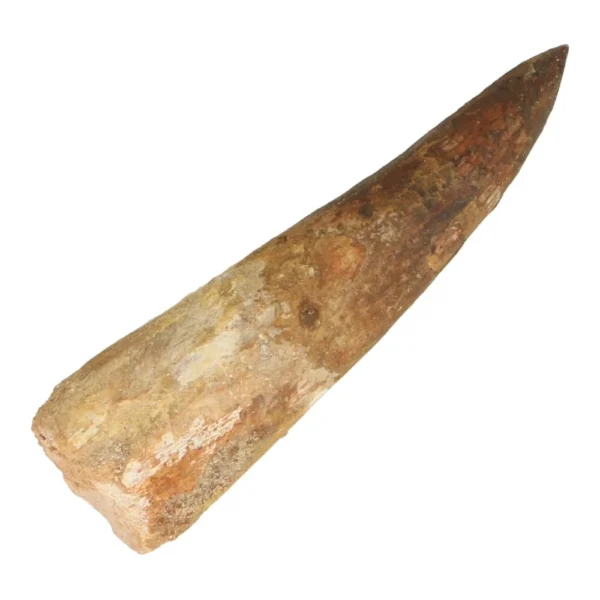 Mooie grote spinsaurus tand van 65mm lang nr6 uit Marokko