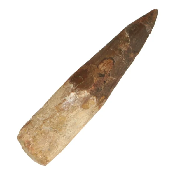 Mooie mosasaurus tand nr7 van 61mm lang
