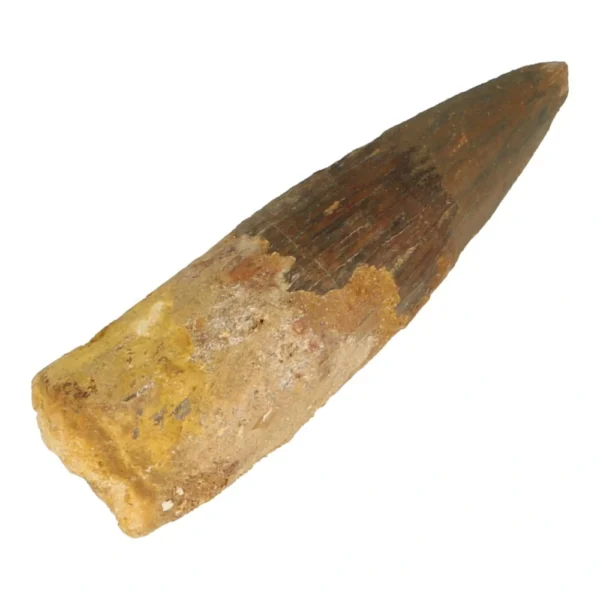 Fraaie spinsaurus tand nr8 van 5,8cm lang