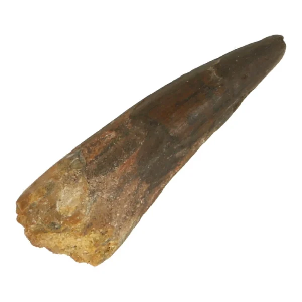 Leuke dinosaurus tand van ongeveer 5,8cm lang 'nr9'