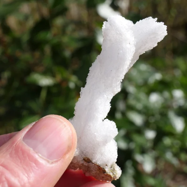 Bijzonder ramshoorn seleniet cluster nr8